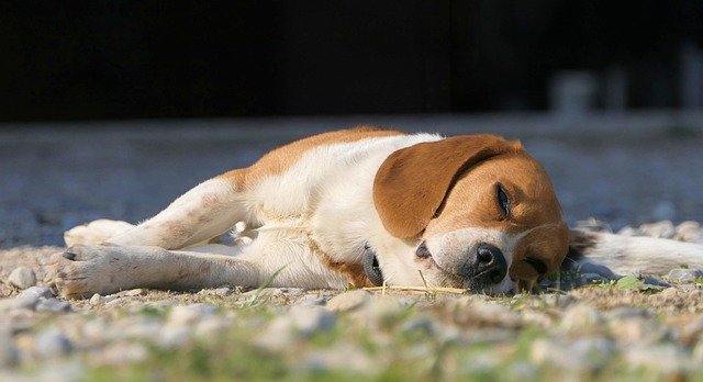 dog-5211791_640.jpg