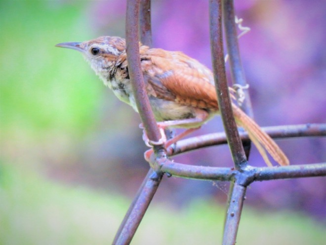 [크기변환]bird-2715856_1920 (1).jpg