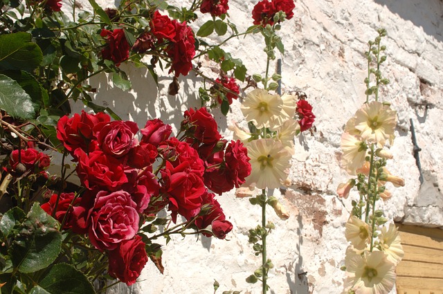ros-1162911_640.jpg