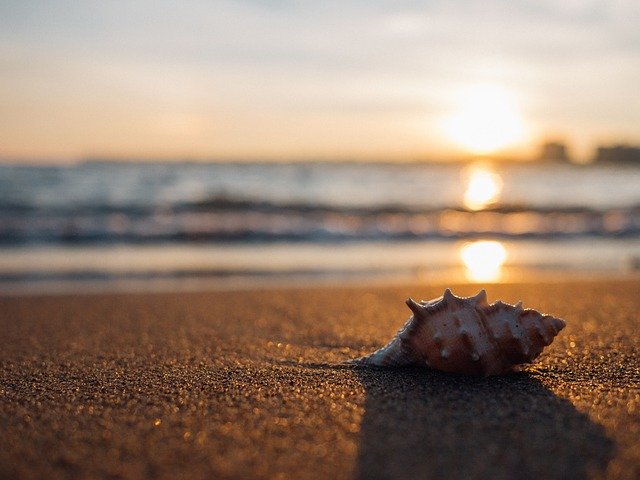 shell-1031290_640.jpg