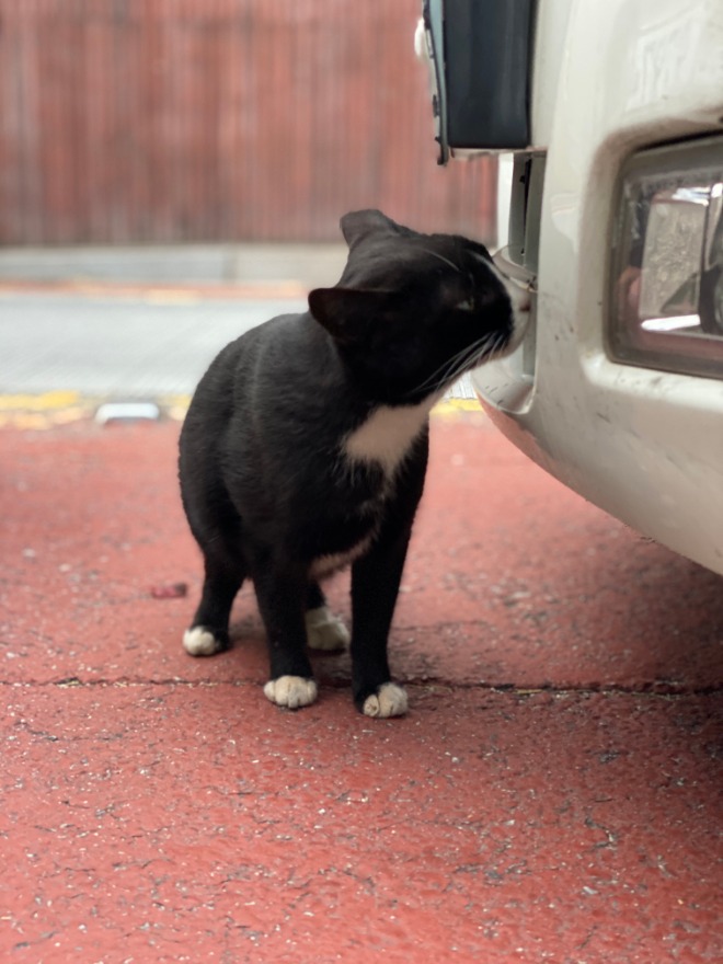 차에서 만난 고양이.jpg
