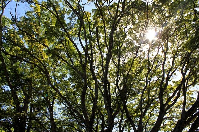 pine-2422875_640.jpg