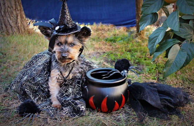 halloween-3817695_1280.jpg