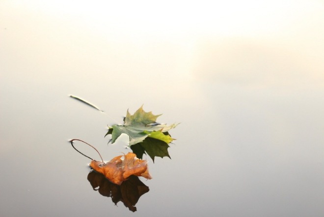 [크기변환]maple-leaves-690233_1920.jpg