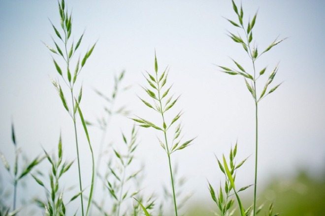 pointed-fescue-1423175_1280.jpg