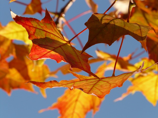 autumn-10484_640.jpg