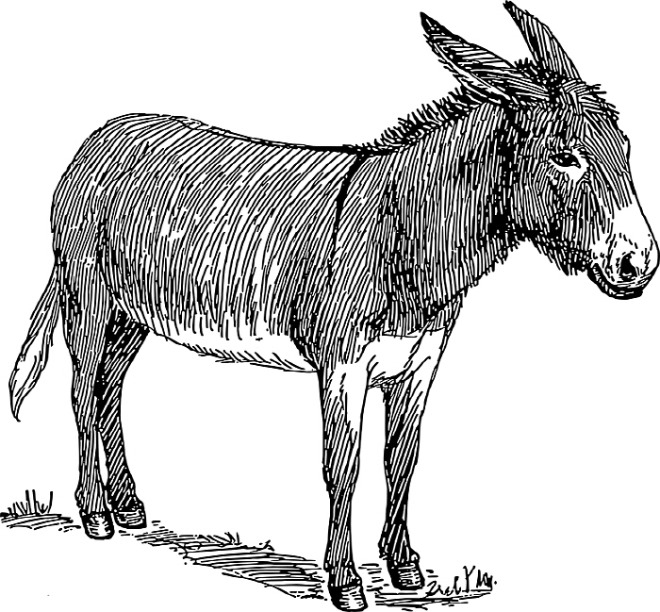 [꾸미기][크기변환][포맷변환]donkey-48287_960_720[1].jpg
