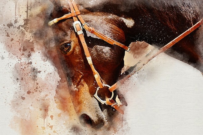 [꾸미기][크기변환][포맷변환]horse-1591536_960_720[1].jpg