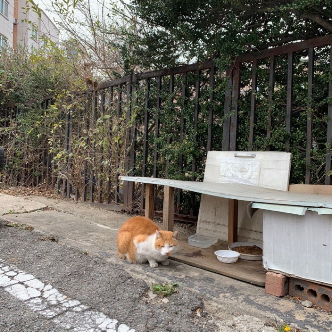 낮의 고양이[크기변환].jpg