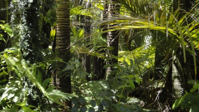 [크기변환]rainforest-78516_1920.jpg