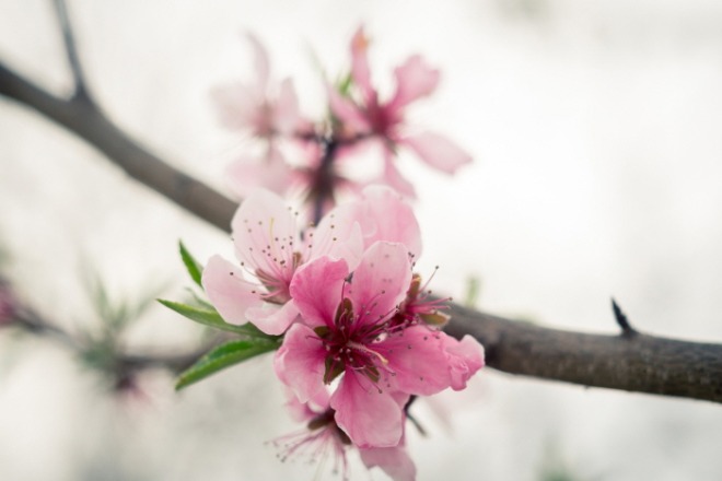 [크기변환]peach-blossom-2523391_1920.jpg