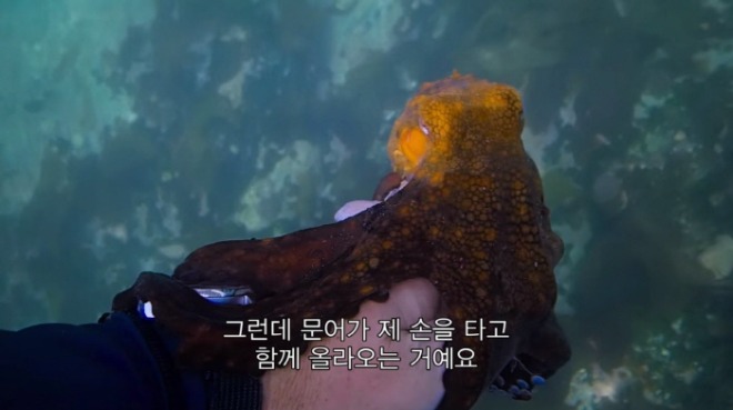 [크기변환]문어가 손.jpg