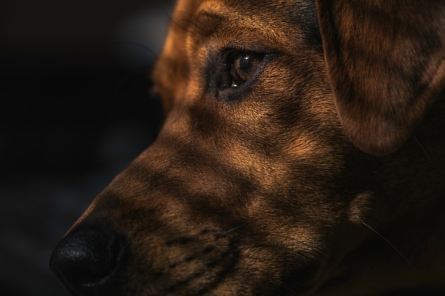 dog-1149188_640.jpg