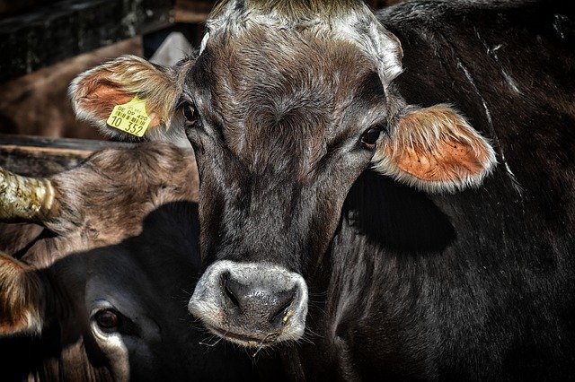 cow-3614642_640.jpg