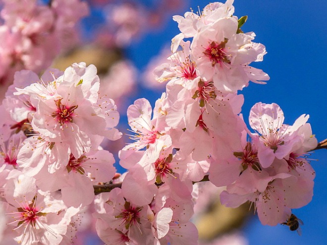 1994286056_XqJfEPDd_cherry-blossom-4069877_1920.jpg