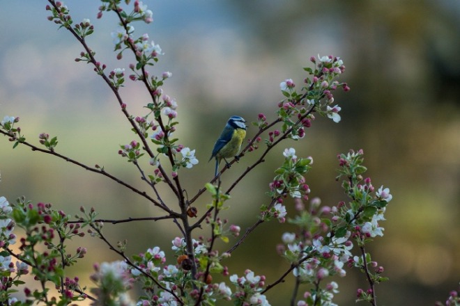 [크기변환]blue-tit-5049879_1280.jpg
