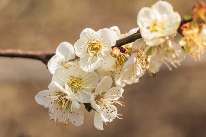 [크기변환]plum-blossom-5921955_640.jpg