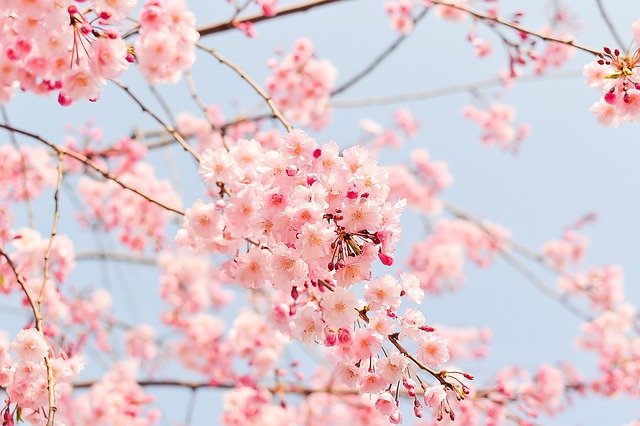 cherry-blossom-tree-1225186_640.jpg