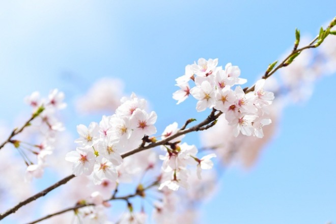 [크기변환]spring-2218771_1920.jpg