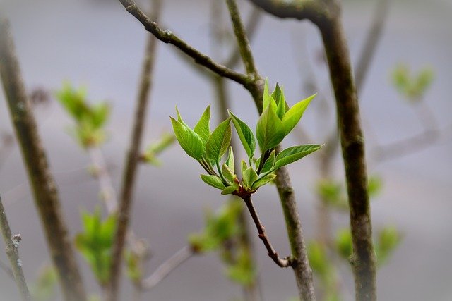 leaves-4112335_640.jpg