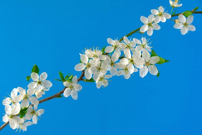 1846401464_rXOHVwjR_cherry-blossoms-6196363_1920.jpg
