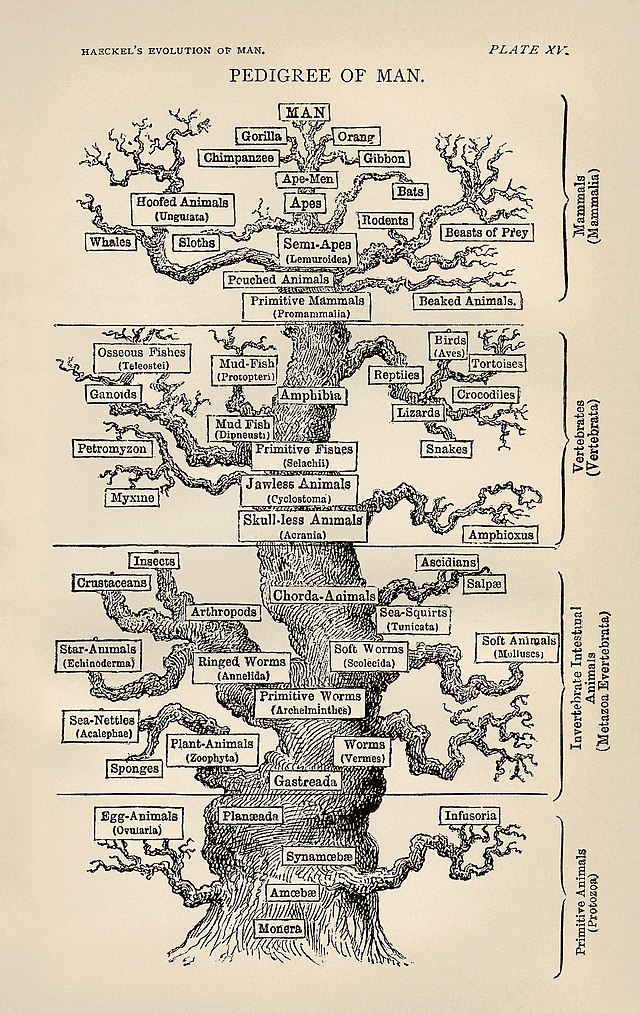 640px-Tree_of_life_by_Haeckel.jpg