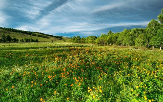 flowers-2347797_1280.jpg