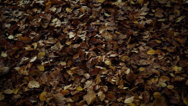 [크기변환]leaves-5749266__480.jpg