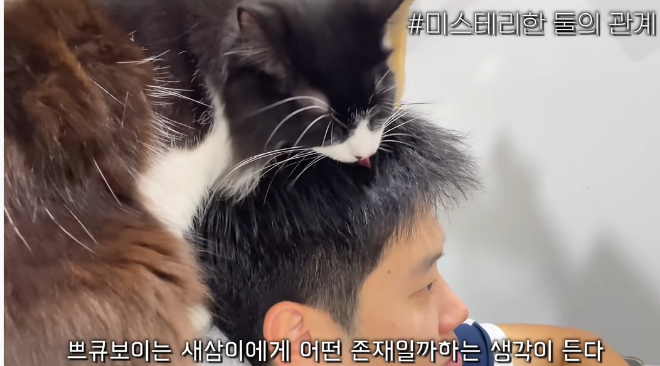 쁘큐보이.png