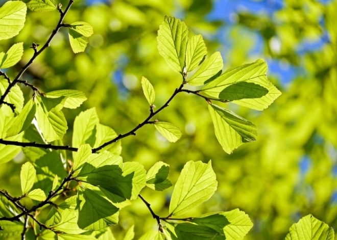 [크기변환]oak-3064187_1920.jpg