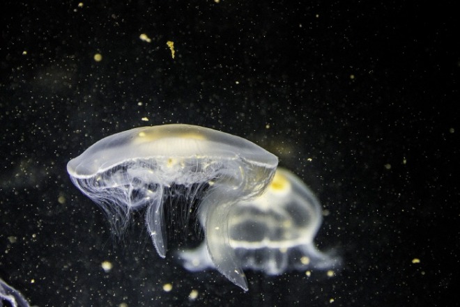 [크기변환]jellyfish-1838613_1920.jpg
