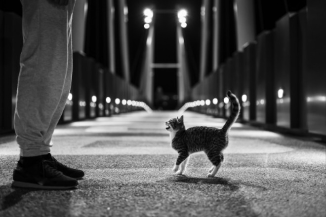 cat-5732087_1920.jpg