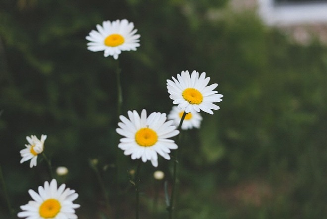 wildflower.jpg
