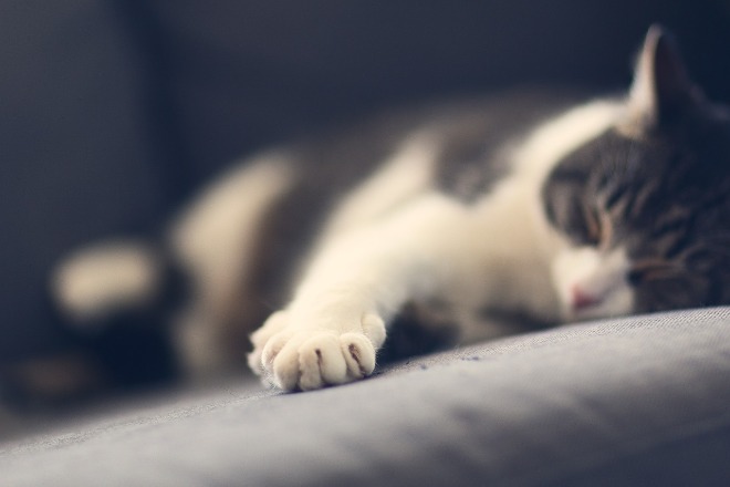 animal-653446_1280.jpg