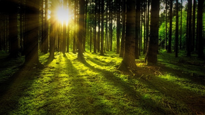 trees-3294681_1920.jpg