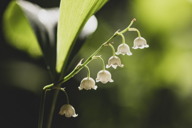 [크기변환]lily-of-the-valley-5093791.jpg