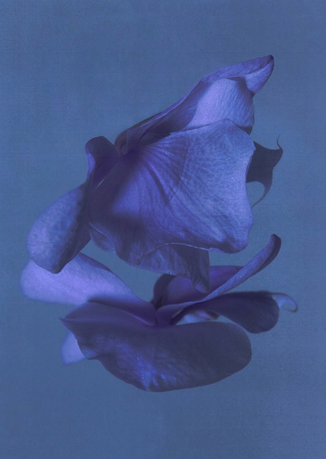 des papillons nocturnes _ 2019_크기조정.jpg