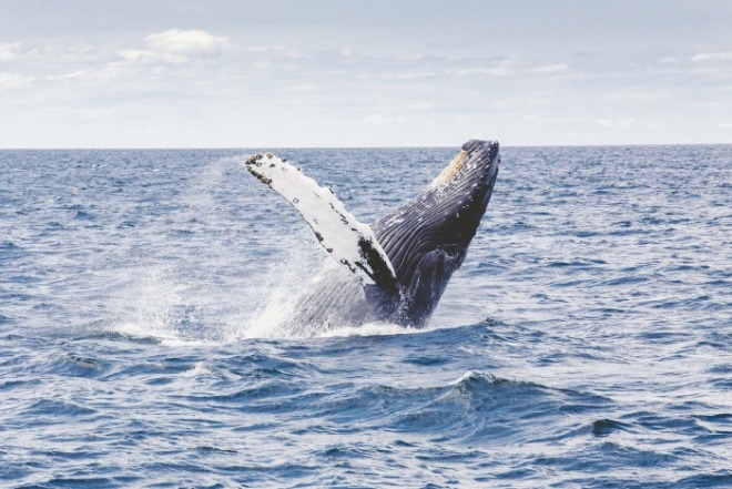 humpback-whale-1209297_1920.jpg