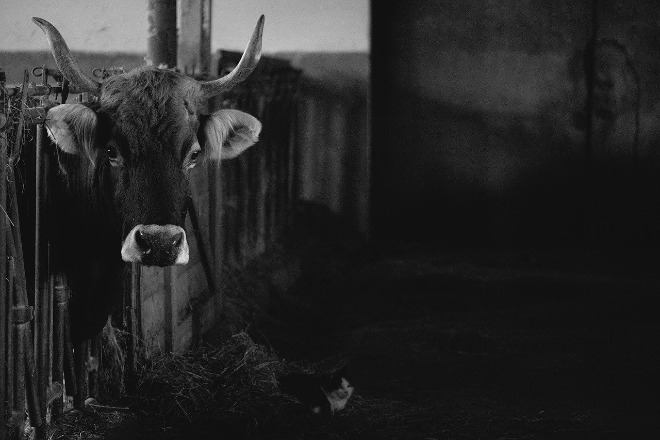 cow-3953638_1280.jpg