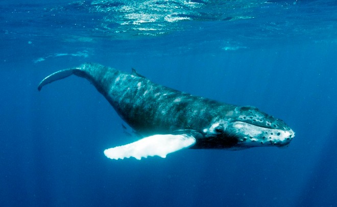 1200px-Humpback_Whales_-_Flickr_-_Christopher.Michel_(38).jpg