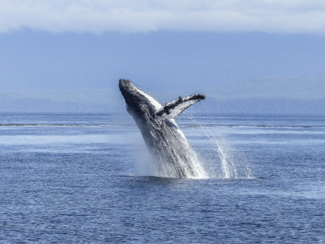 humpback-whale-436120_1920.jpg