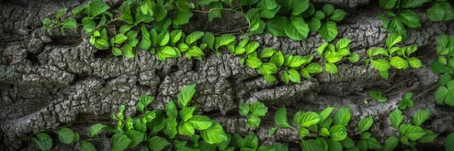 leaves-gbb5877a87_1280.jpg