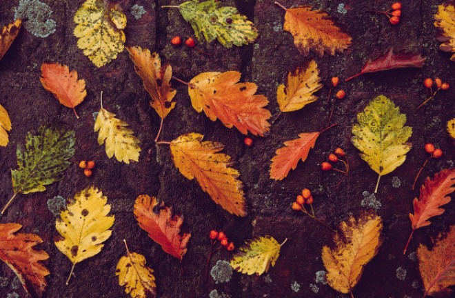[크기변환][포맷변환]autumn-gf54f05582_1920.jpg