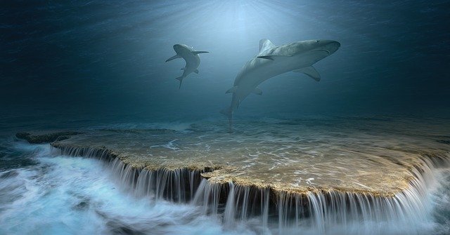 shark-g16cb47f4b_640.jpg