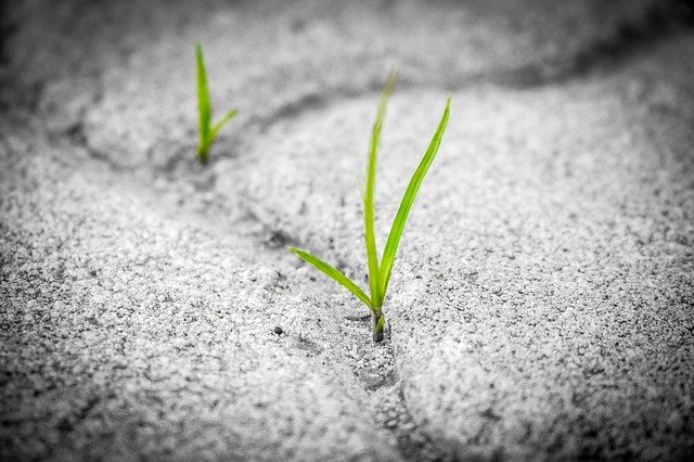 grass-g9515f57b0_640.jpg