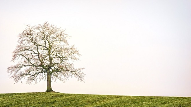 tree-g84f959902_1920.jpg