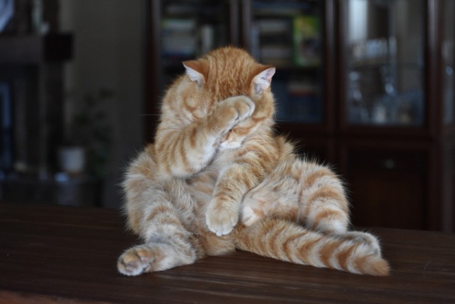 cat-g201340ed8_1920.jpg