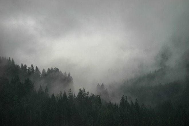forest-gc5d7dd2c2_1280.jpg