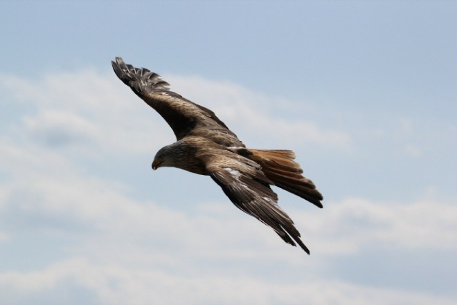 eagle-gfebc2abad_1920.jpg