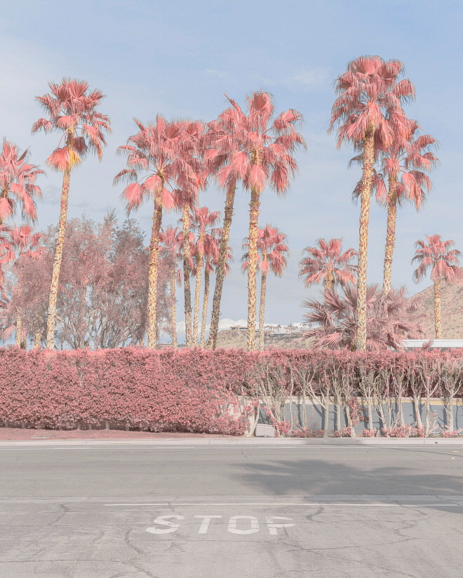 Pink Palm Springs III, 2018.jpg